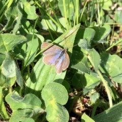 Zizina otis (Common Grass-Blue) at Aranda, ACT - 23 Sep 2020 by KMcCue