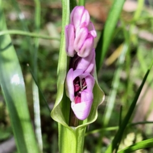 Wurmbea dioica subsp. dioica at Booth, ACT - 24 Sep 2020