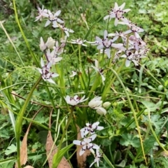 Wurmbea dioica subsp. dioica at Booth, ACT - 24 Sep 2020