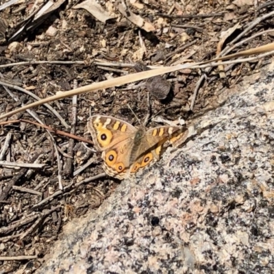 Junonia villida (Meadow Argus) at Booth, ACT - 24 Sep 2020 by KMcCue
