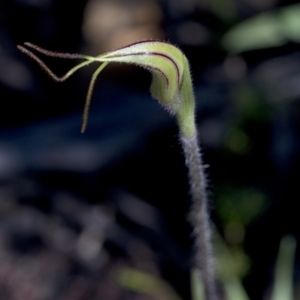 Caladenia atrovespa at Coree, ACT - 24 Sep 2020