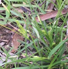 Carex breviculmis (Short-Stem Sedge) at Collector, NSW - 24 Sep 2020 by JaneR