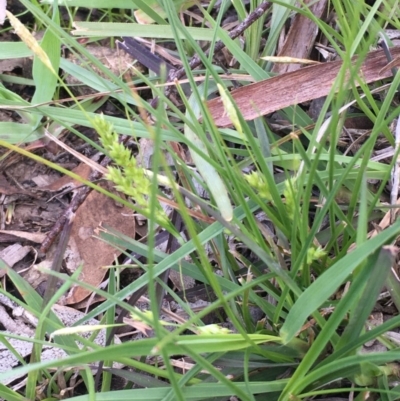 Carex breviculmis (Short-Stem Sedge) at Oakdale Nature Reserve - 24 Sep 2020 by JaneR