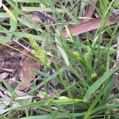 Carex breviculmis (Short-Stem Sedge) at Oakdale Nature Reserve - 24 Sep 2020 by JaneR
