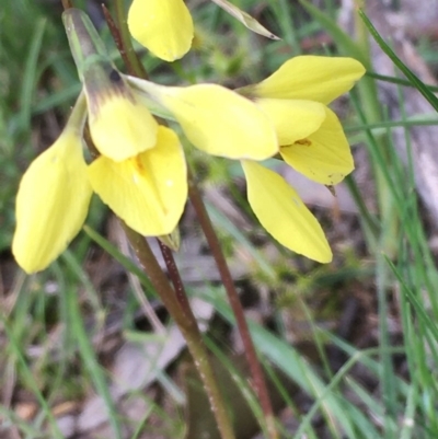 Diuris chryseopsis (Golden Moth) at Collector, NSW - 24 Sep 2020 by JaneR