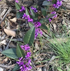 Hardenbergia violacea (False Sarsaparilla) at Collector, NSW - 24 Sep 2020 by JaneR