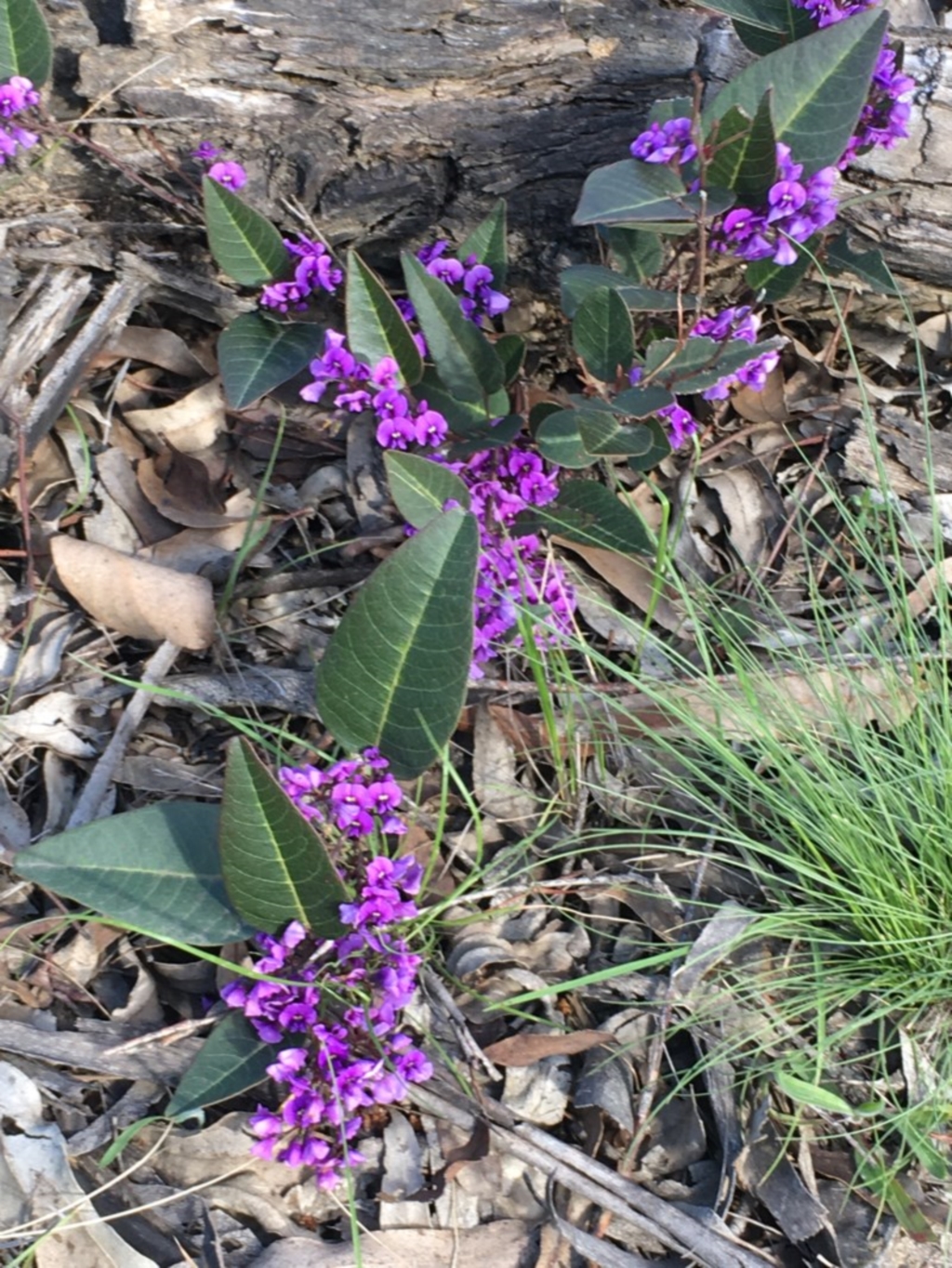 Hardenbergia violacea at Collector, NSW - 24 Sep 2020