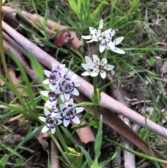 Wurmbea dioica subsp. dioica (Early Nancy) at Collector, NSW - 24 Sep 2020 by JaneR