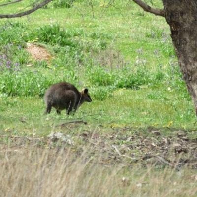 Wallabia bicolor (Swamp Wallaby) at Block 402 - 24 Sep 2020 by Jean