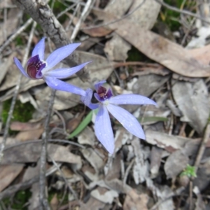 Cyanicula caerulea at Denman Prospect, ACT - 24 Sep 2020