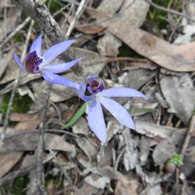 Cyanicula caerulea (Blue Fingers, Blue Fairies) at Denman Prospect, ACT - 24 Sep 2020 by Jean