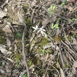 Cyanicula caerulea at Denman Prospect, ACT - 24 Sep 2020