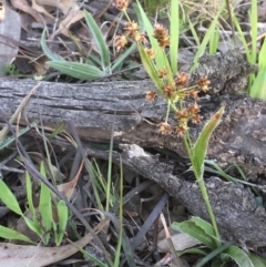 Luzula densiflora (Dense Wood-rush) at Oakdale Nature Reserve - 24 Sep 2020 by JaneR