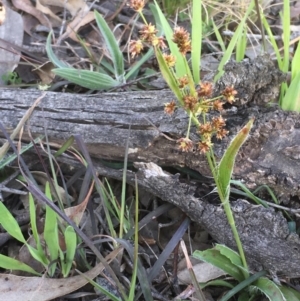 Luzula densiflora at Collector, NSW - 24 Sep 2020