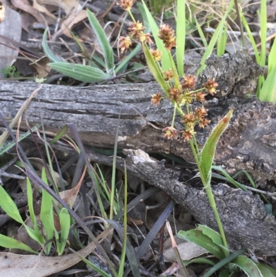Luzula densiflora (Dense Wood-rush) at Collector, NSW - 24 Sep 2020 by JaneR