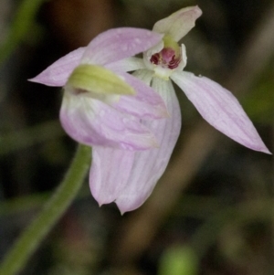 Caladenia carnea at Coree, ACT - 25 Sep 2020