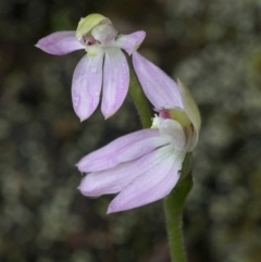 Caladenia carnea at Coree, ACT - 25 Sep 2020