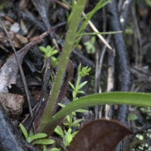 Caladenia carnea at Coree, ACT - 25 Sep 2020