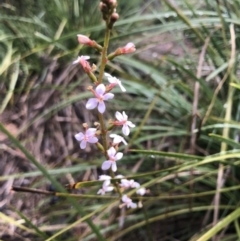 Stylidium (genus) (Trigger Plant) at O'Connor, ACT - 25 Sep 2020 by Rebeccaryanactgov