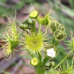 Drosera gunniana (Pale Sundew) at Collector, NSW - 24 Sep 2020 by JaneR