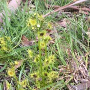 Drosera gunniana at Collector, NSW - 24 Sep 2020 03:27 PM