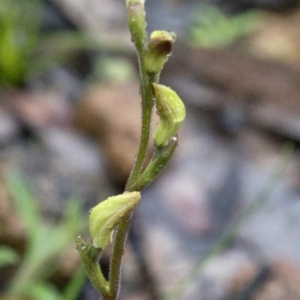 Caladenia sp. at Uriarra Village, ACT - 25 Sep 2020