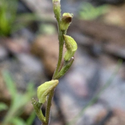 Caladenia sp. (A Caladenia) at Uriarra Village, ACT - 25 Sep 2020 by JudithRoach