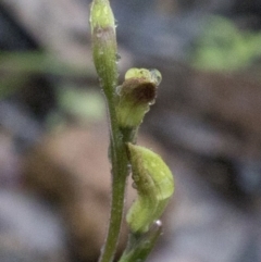 Caladenia sp. at Uriarra Village, ACT - 25 Sep 2020