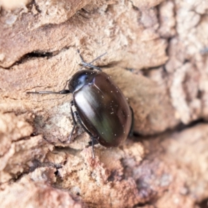 Chalcopteroides spectabilis at Higgins, ACT - 10 Sep 2020