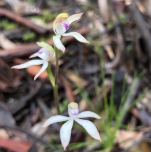 Caladenia ustulata at Bruce, ACT - 25 Sep 2020