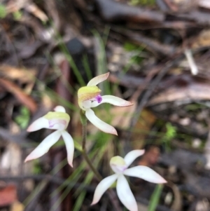 Caladenia ustulata at Bruce, ACT - 25 Sep 2020