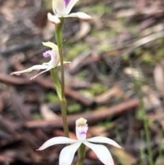 Caladenia ustulata at Bruce, ACT - suppressed