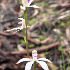 Caladenia ustulata at Bruce, ACT - 25 Sep 2020