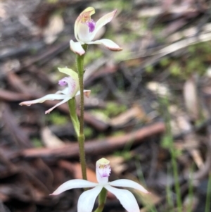 Caladenia ustulata at Bruce, ACT - suppressed