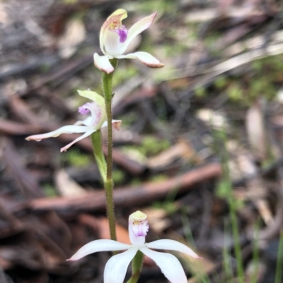 Caladenia ustulata (Brown Caps) at Bruce Ridge - 24 Sep 2020 by Rebeccaryanactgov