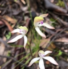 Caladenia ustulata at Bruce, ACT - suppressed