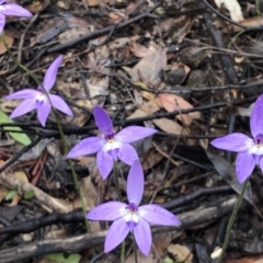 Glossodia major (Wax Lip Orchid) at Bruce, ACT - 25 Sep 2020 by Rebeccaryanactgov