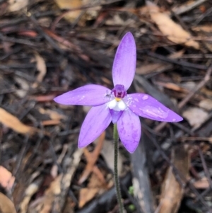 Glossodia major at Bruce, ACT - 25 Sep 2020