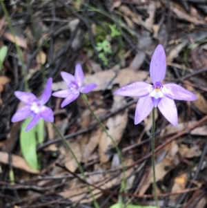 Glossodia major at Bruce, ACT - 25 Sep 2020