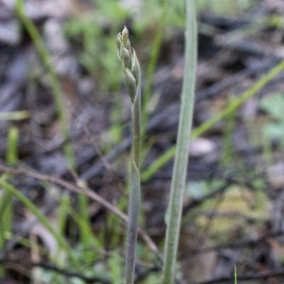 Thelymitra sp. (A Sun Orchid) at Cotter Reserve - 25 Sep 2020 by JudithRoach