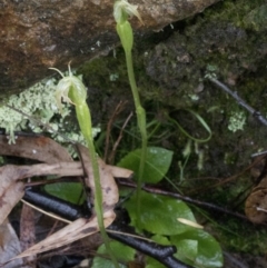 Pterostylis nutans (Nodding Greenhood) at Coree, ACT - 25 Sep 2020 by JudithRoach