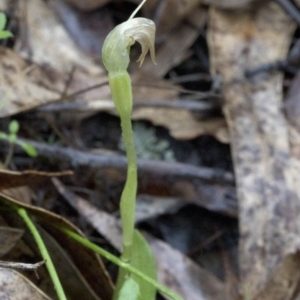 Pterostylis nutans at Coree, ACT - 25 Sep 2020