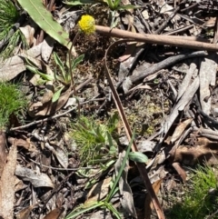 Craspedia variabilis (Common Billy Buttons) at Yanununbeyan National Park - 24 Sep 2020 by SthTallagandaSurvey