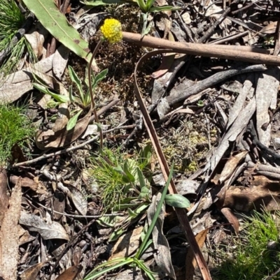 Craspedia variabilis (Common Billy Buttons) at Captains Flat, NSW - 24 Sep 2020 by SthTallagandaSurvey