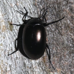 Chalcopteroides spectabilis at Ainslie, ACT - 6 Feb 2019