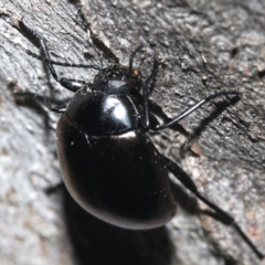 Chalcopteroides spectabilis at Ainslie, ACT - 6 Feb 2019