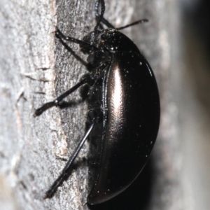 Chalcopteroides spectabilis at Ainslie, ACT - 6 Feb 2019