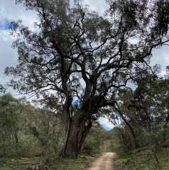 Eucalyptus bridgesiana (Apple Box) at QPRC LGA - 24 Sep 2020 by SthTallagandaSurvey