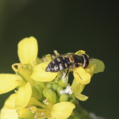 Simosyrphus grandicornis (Common hover fly) at Higgins, ACT - 17 Jun 2020 by AlisonMilton