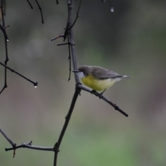 Gerygone olivacea (White-throated Gerygone) at Wodonga Regional Park - 25 Sep 2020 by ChrisAllen